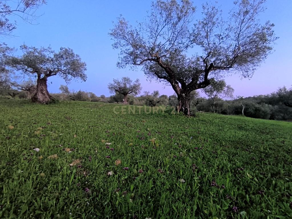 Olival para Venda – Pedrógão, Torres Novas - Image 13