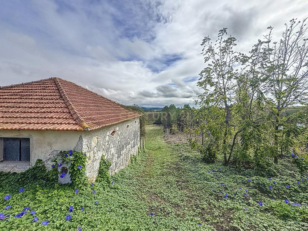 Terreno - Adega - Para Restaurar -  Montes - Quinta - Alcobaça - Image 2