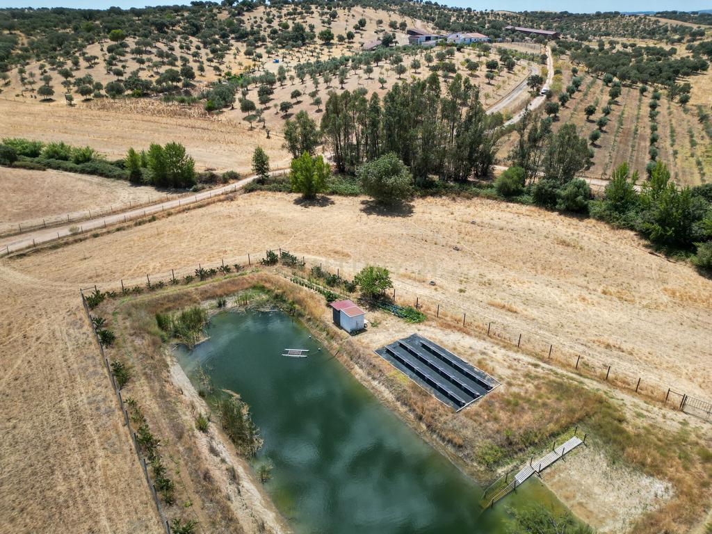 Herdade de 62 Hectares no Coração do Alentejo – Évora - Agricultura - Pecuária - Turismo Rural - Painéis Solares - Image 35