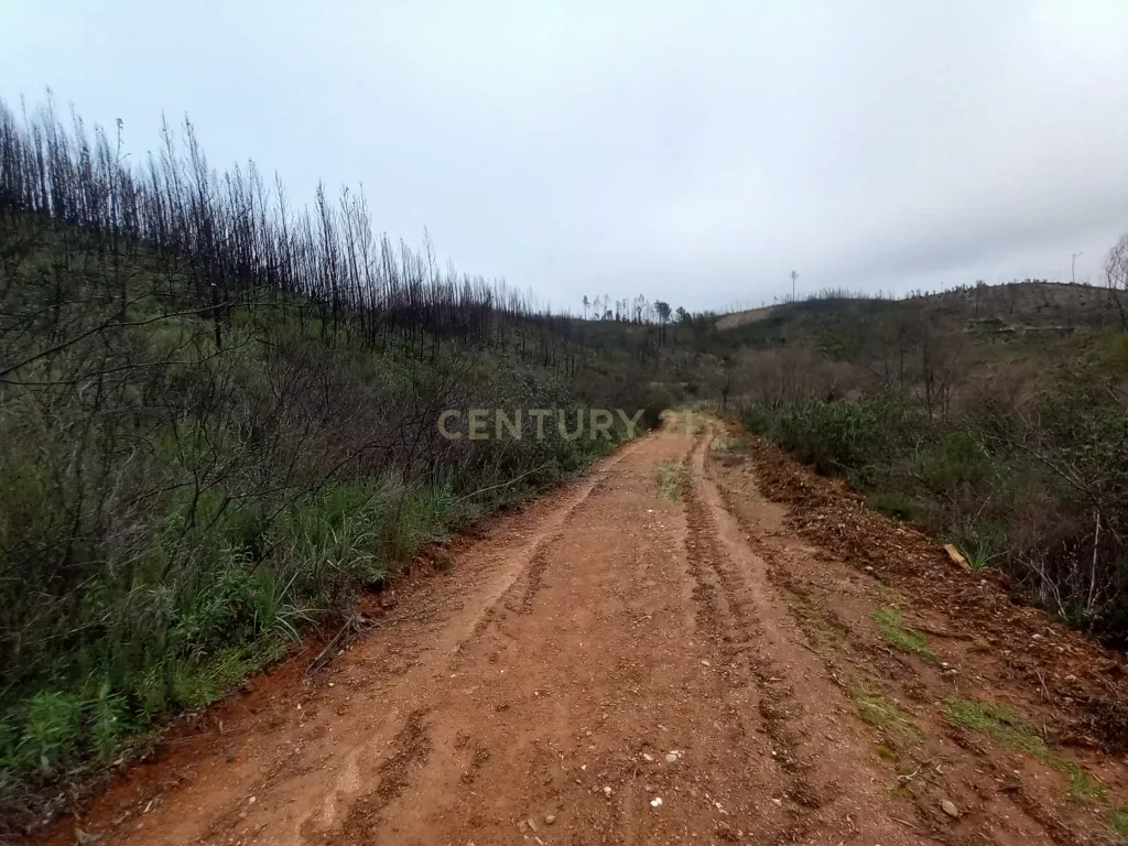 Terreno Rustico com 10000m2 Sobrainho da Ribeira - Image 2