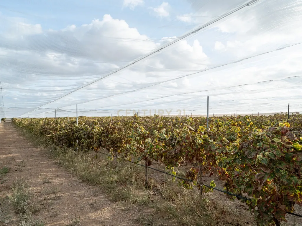 🌿 Quinta com Moradia T4 e Piscina | 3,25 hectares| Olival | Vinha| Amareleja, Alentejo - Image 33