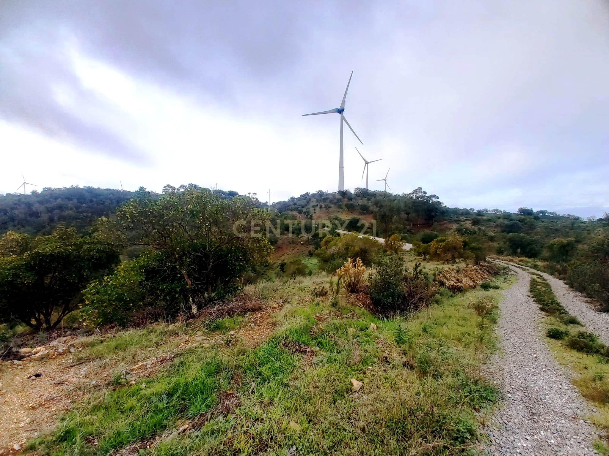 Fotografia 6 de Investimento Rural: 20 Hectares com Rendimento