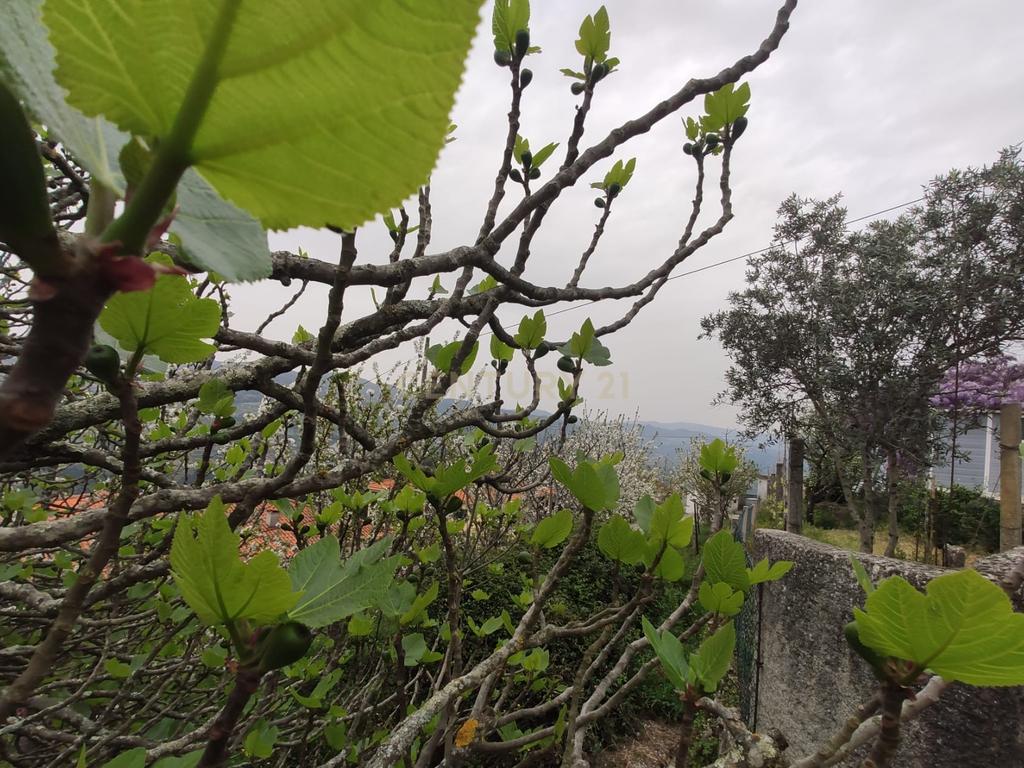 Terreno com casinha e vista para o rio Douro, em S. Tomé de Covelas, Baião para projeto agrícola - Image 37