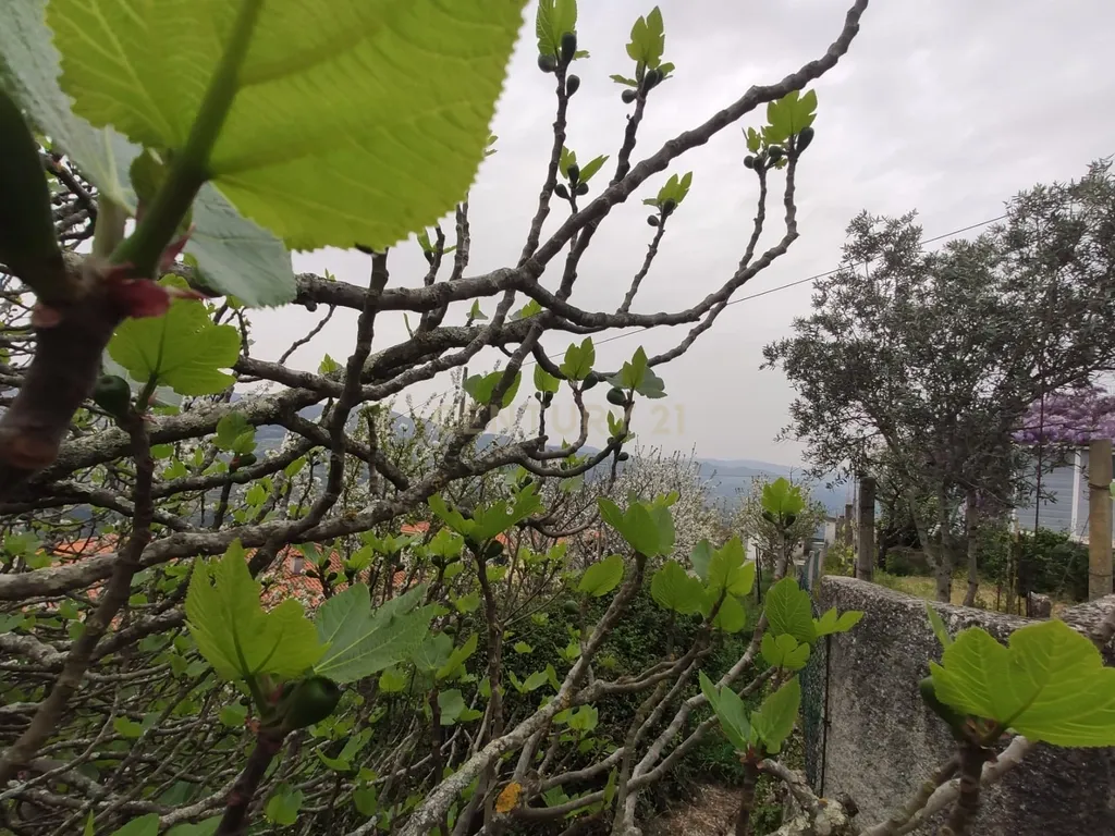 Terreno com casinha e vista para o rio Douro, em S. Tomé de Covelas, Baião para projeto agrícola - Image 37