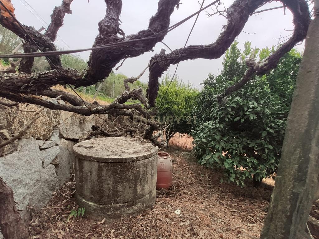 Terreno com casinha e vista para o rio Douro, em S. Tomé de Covelas, Baião para projeto agrícola - Image 16