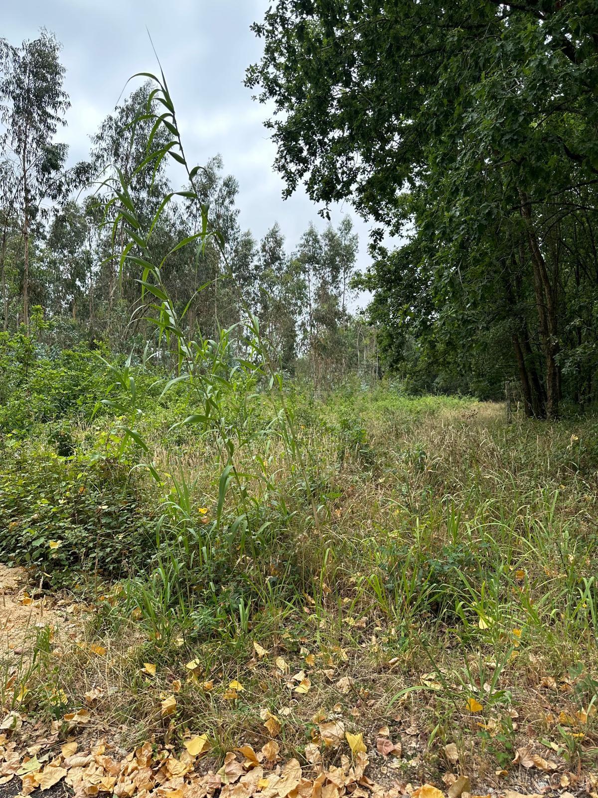 Fotografia 2 de Terreno Urbano com Projeto de Construção Aprovado em Barrô, Águeda - 1018m² para Construção