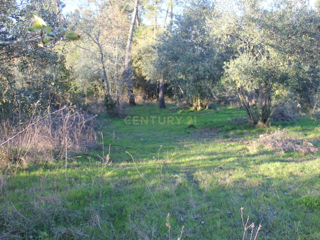 Fantástico terreno para moradia - Image 5