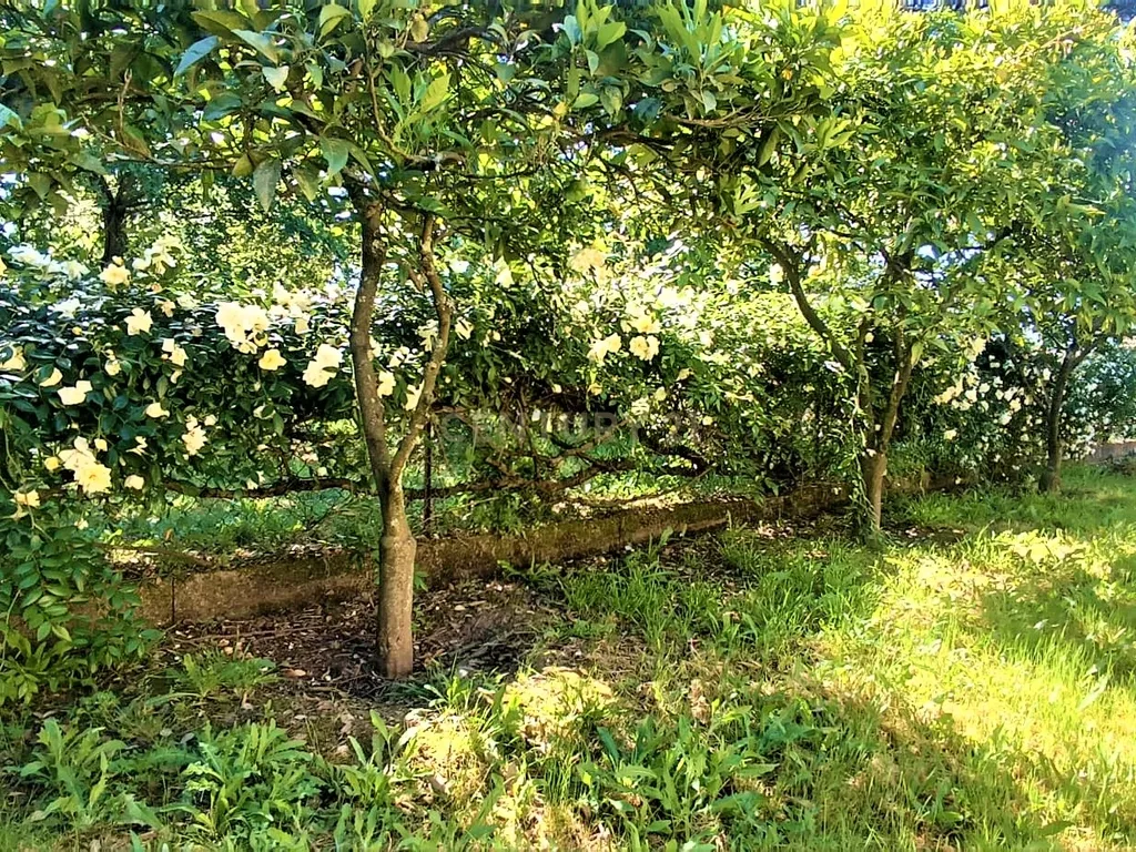 Grande moradia térrea, em Santo Tirso com área de lazer, anexo, jardim e terreno agrícola, Porto - Image 47