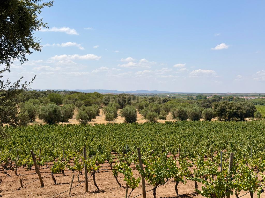 Herdade da Pandeira (93 Hectares) Vinha e Olival em Produção em Reguengos de Monsaraz. - Image 34