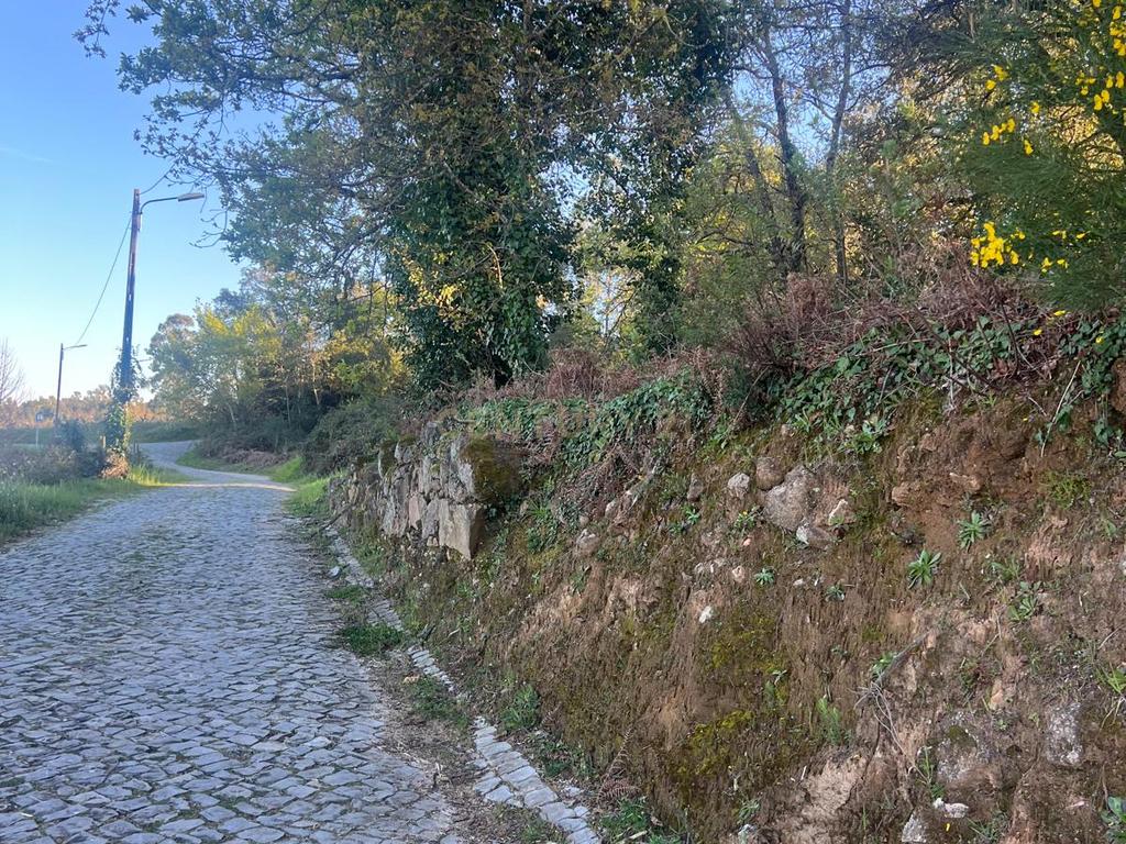 Terreno com 12.900 m² e Vistas Desafogadas na Tapada – Figueiró dos Vinhos - Image 4