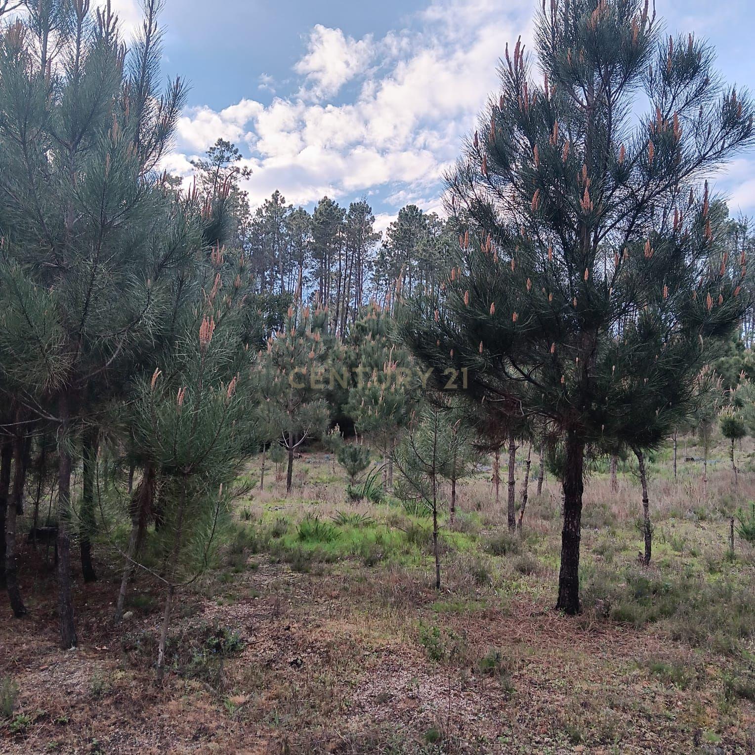 Fotografia 5 de Pinhal à venda em ranhados, Viseu