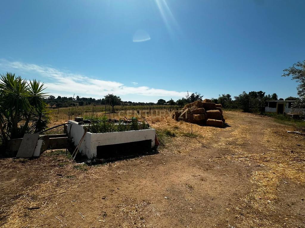 Terreno Misto de 2ha com habitação, Ladoeiro , Castelo Branco - Image 13
