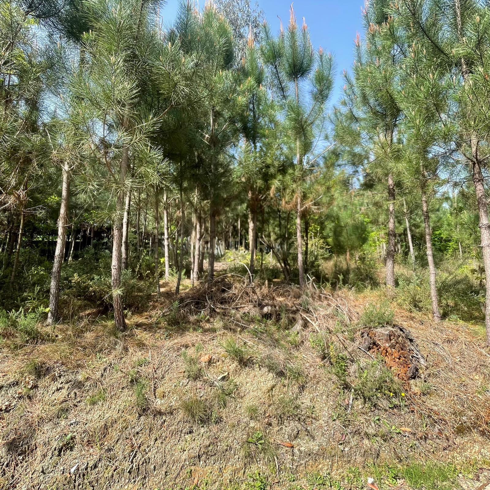 Fotografia 6 de Pinhal para venda em S. João de Lourosa, Viseu