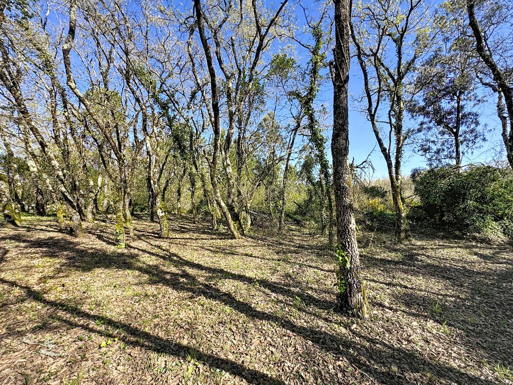 O lugar ideal para construir em plena natureza – Alcobaça - Image 16