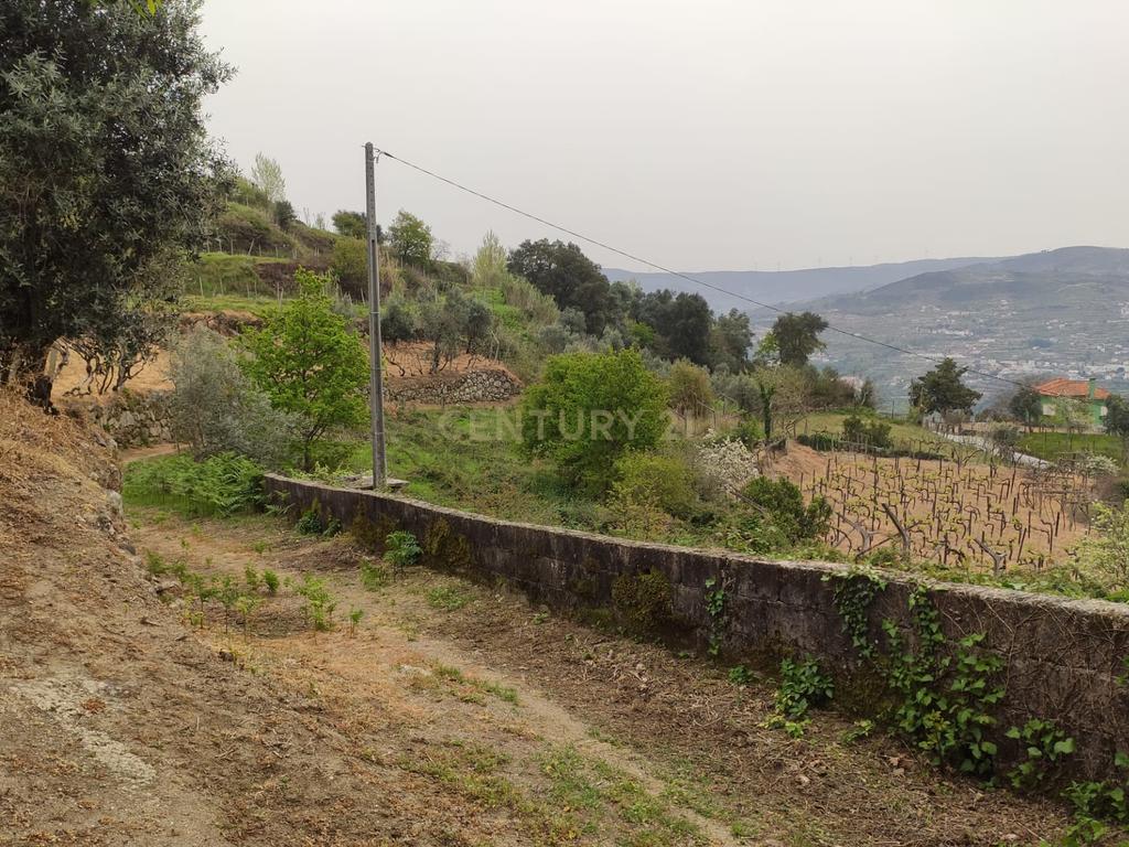 Terreno com casinha e vista para o rio Douro, em S. Tomé de Covelas, Baião para projeto agrícola - Image 10