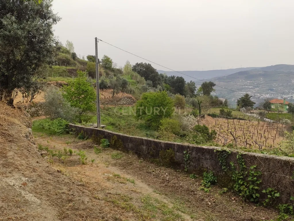 Terreno com casinha e vista para o rio Douro, em S. Tomé de Covelas, Baião para projeto agrícola - Image 10