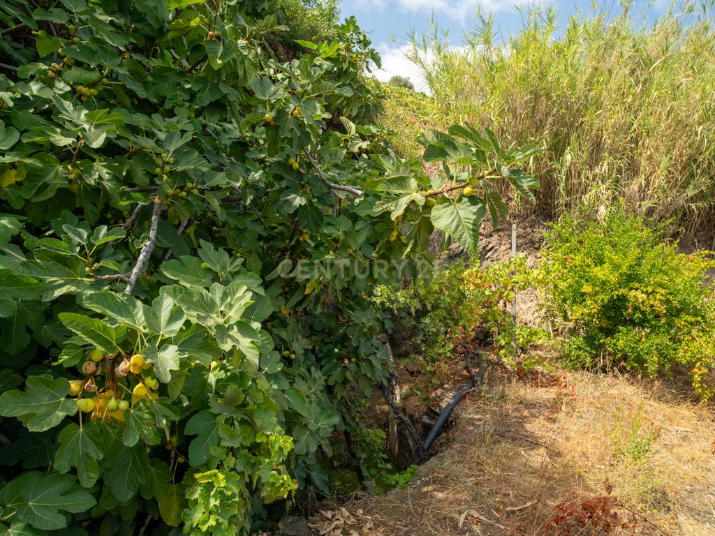 Farm with productive vineyard in the Douro Demarcated Region — São João da Pesqueira - Image 20