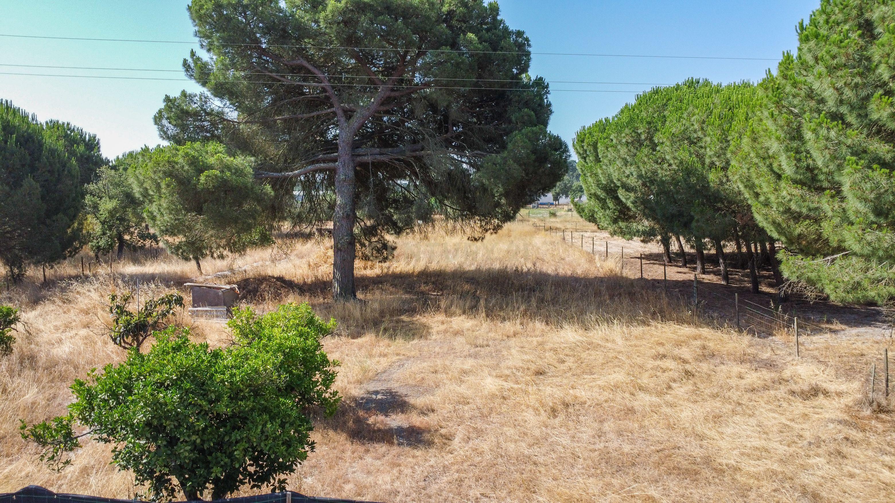 Fotografia 7 de Terreno rústico com 2.600 m² - Vale Gamito, Quinta do Amaro, Grândola