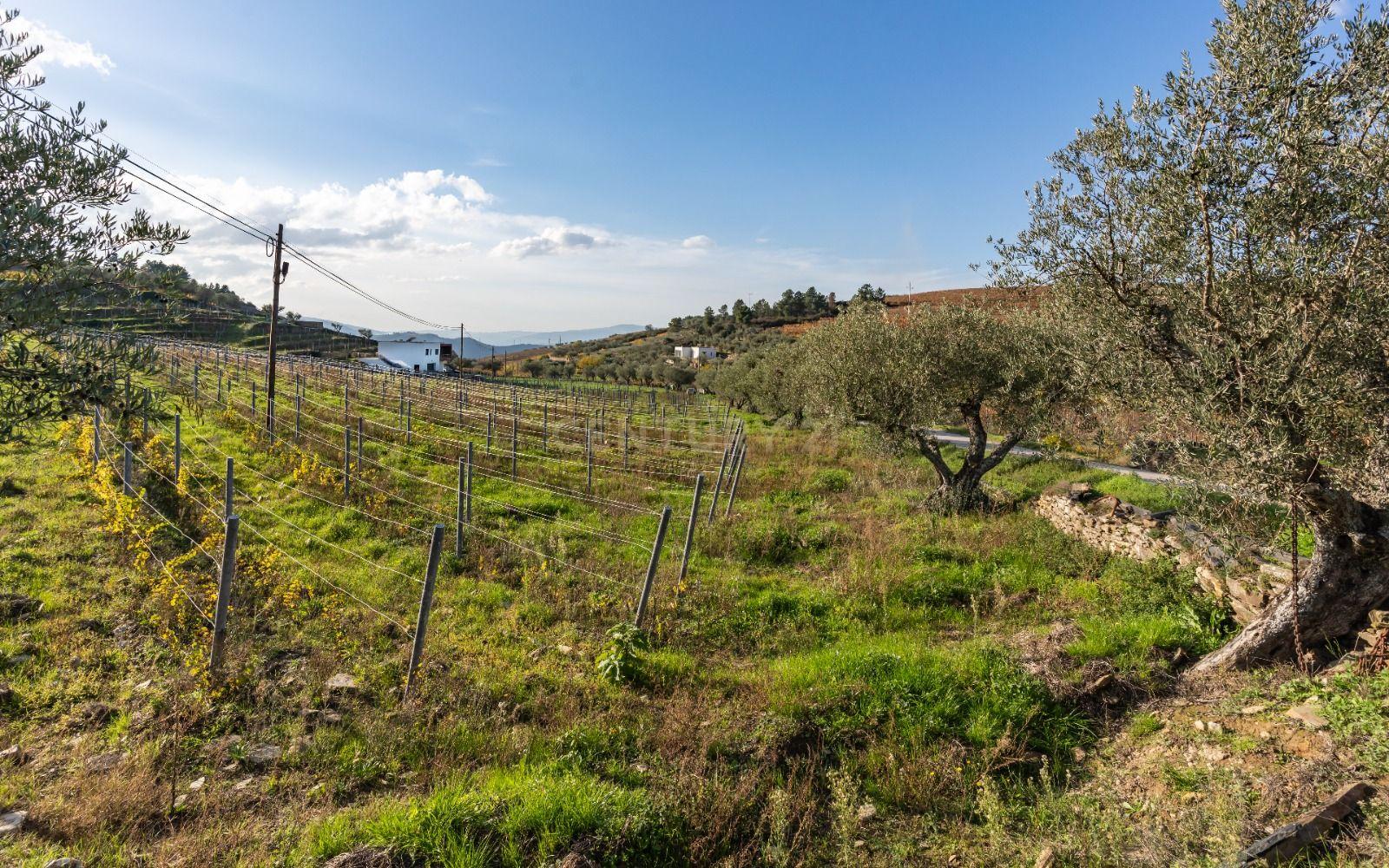🏡Quinta com Moradia T3 e Vinha no Coração do Alto Douro Vinhateiro – Património Mundial da UNESCO - Image 65