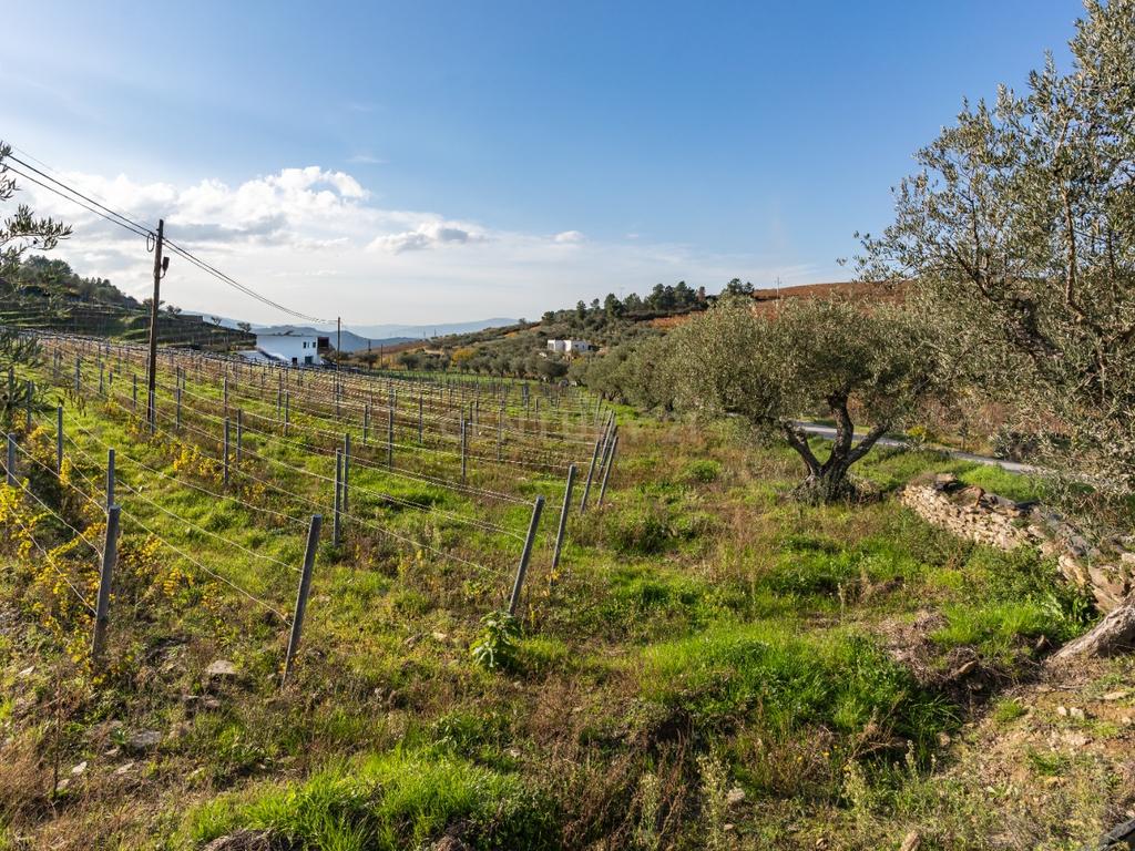 🏡Quinta com Moradia T3 e Vinha no Coração do Alto Douro Vinhateiro – Património Mundial da UNESCO - Image 65