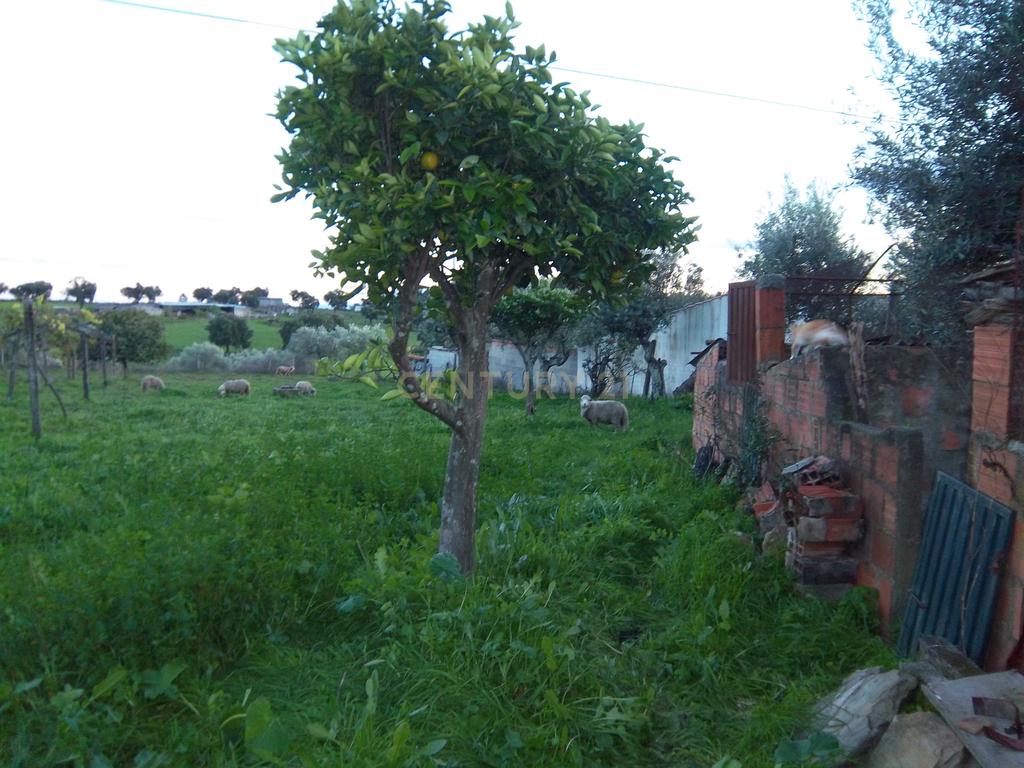 Moradia P/Recuperar Amarelos, Sarnadas de Ródão - Image 23