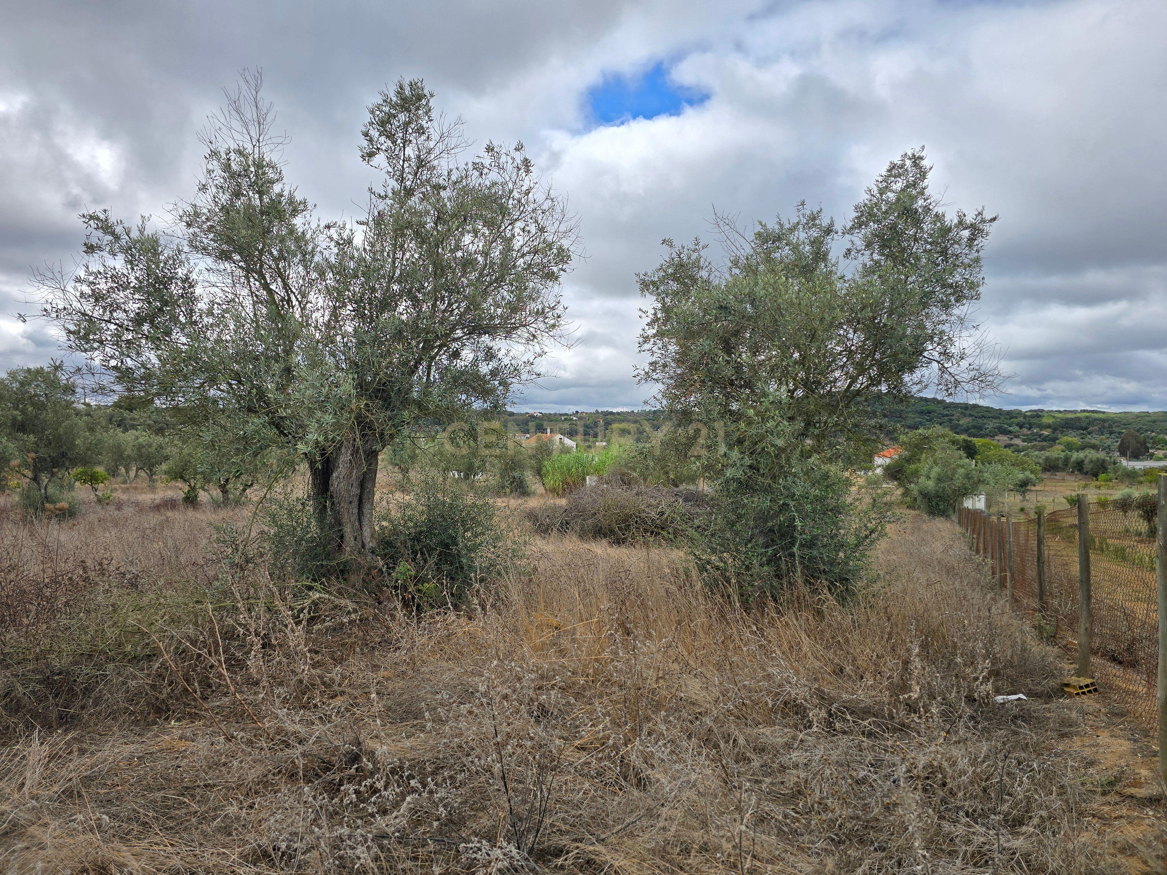 Lote de Terreno com Ruína em Montemor-o-Novo - Image 6