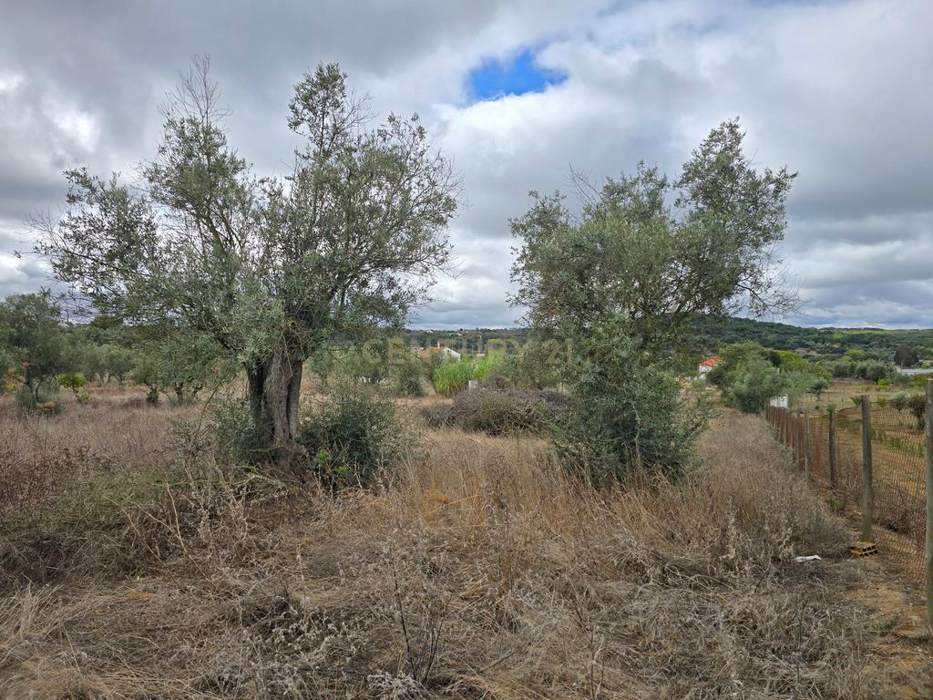 Lote de Terreno com Ruína em Montemor-o-Novo - Image 6
