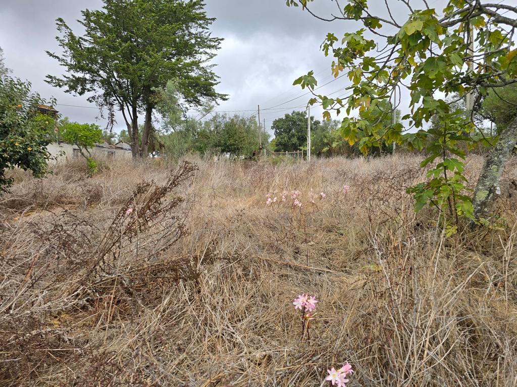 Lote de Terreno com Ruína em Montemor-o-Novo - Image 8