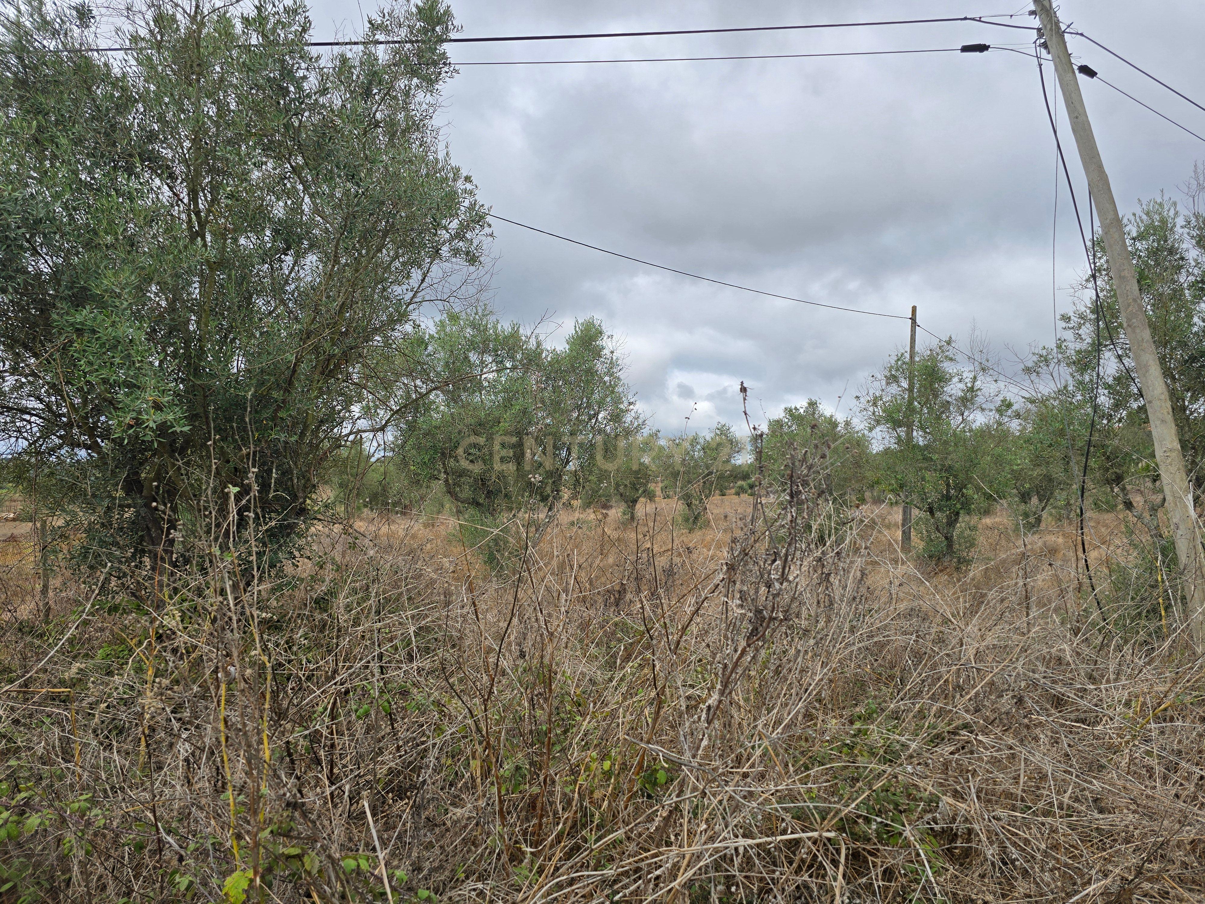 Lote de Terreno com Ruína em Montemor-o-Novo - Image 9