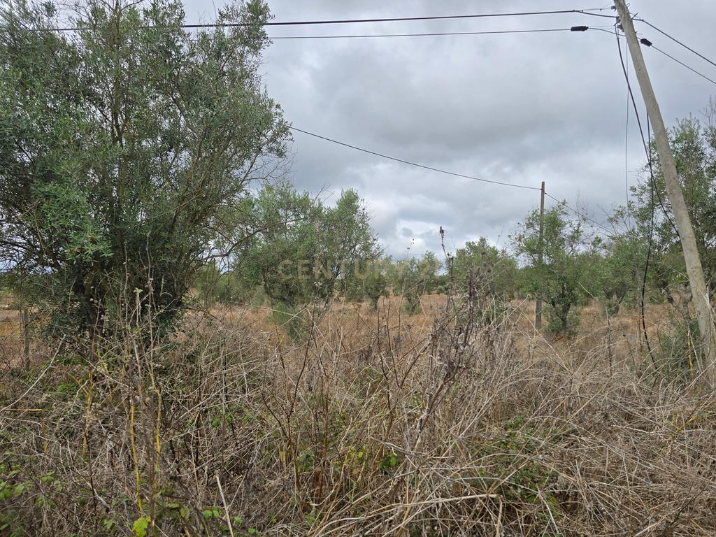 Lote de Terreno com Ruína em Montemor-o-Novo - Image 9