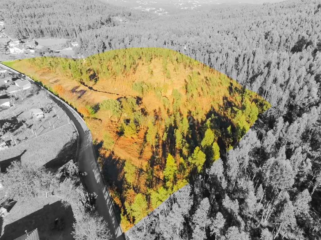 Terreno com 23.000 m2 em Igreja Nova - Barcelos - Image 1