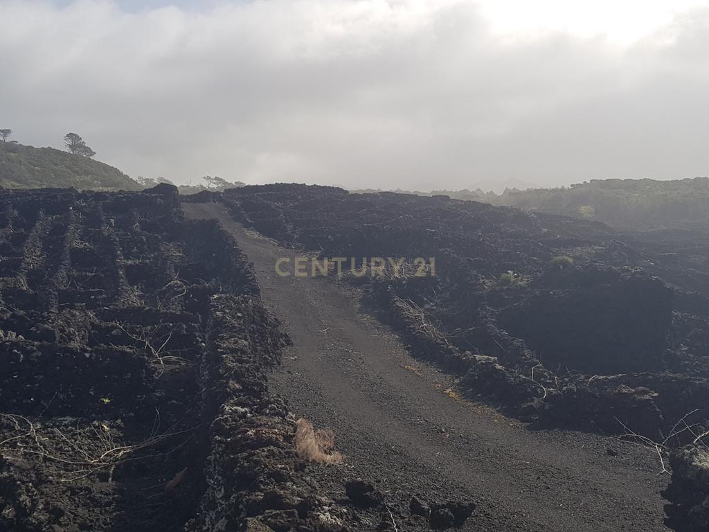 Terreno com Vinha e Potencial Construtivo na Candelária - Image 5