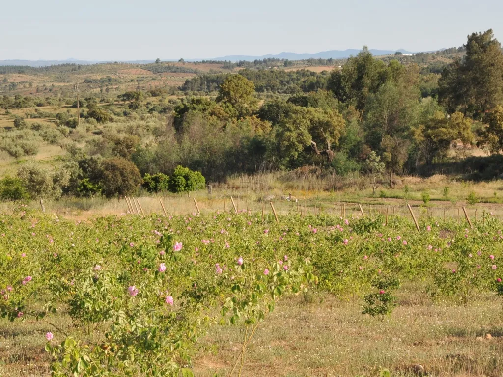 Oportunidade Única: Quinta de 16 Hectares com produção de plantas aromáticas, 2 Ha de rosas DAMASCENA, destilação de óleos essenciais e actividade e-commerce - Image 24