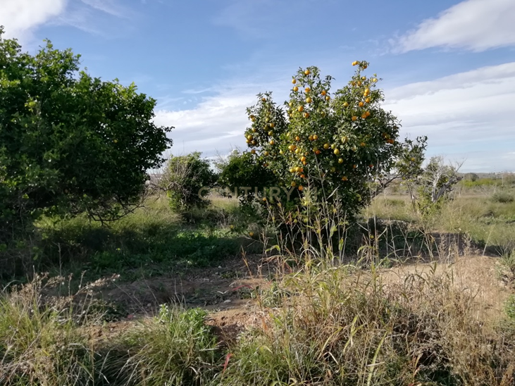 Terreno - Image 1