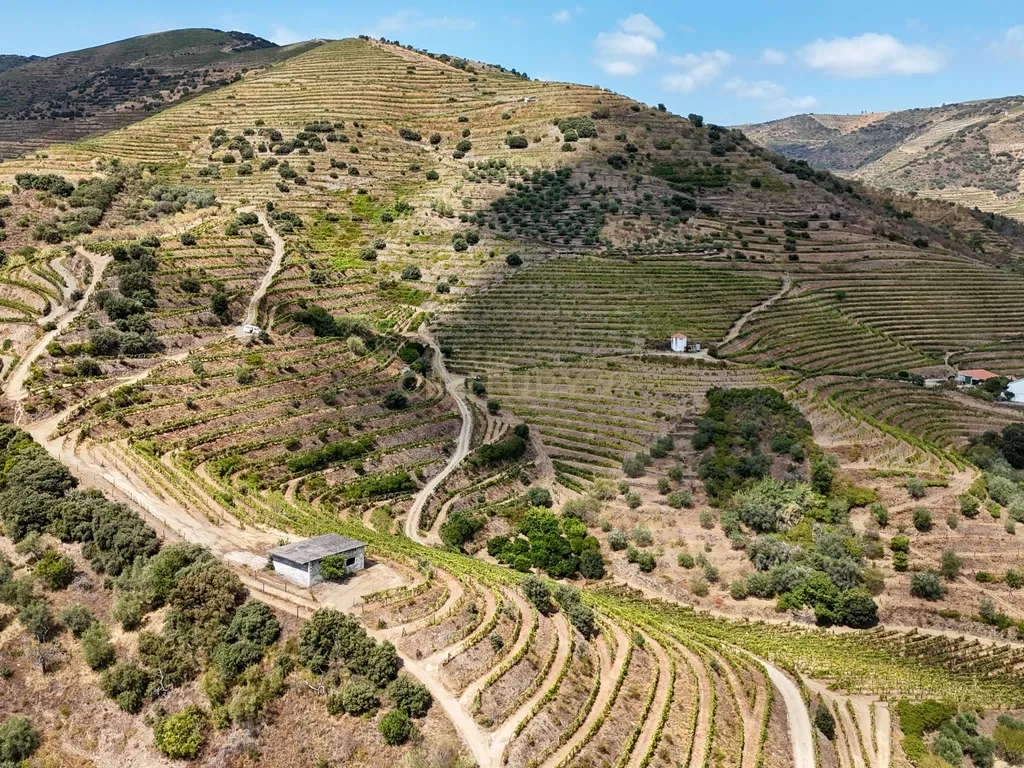 Farm with productive vineyard in the Douro Demarcated Region — São João da Pesqueira - Image 14