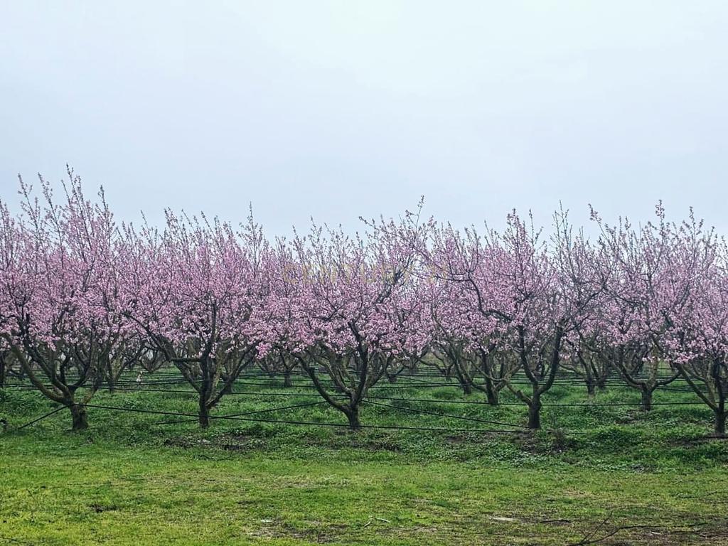 Herdade em Palmela T2 + 2 - T1 - Quinta Nova - Image 10
