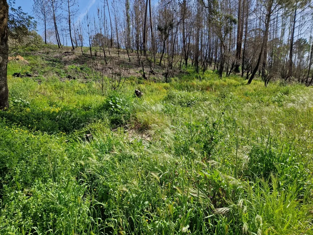 Terreno para construção em Colmeias, Leiria - Image 3