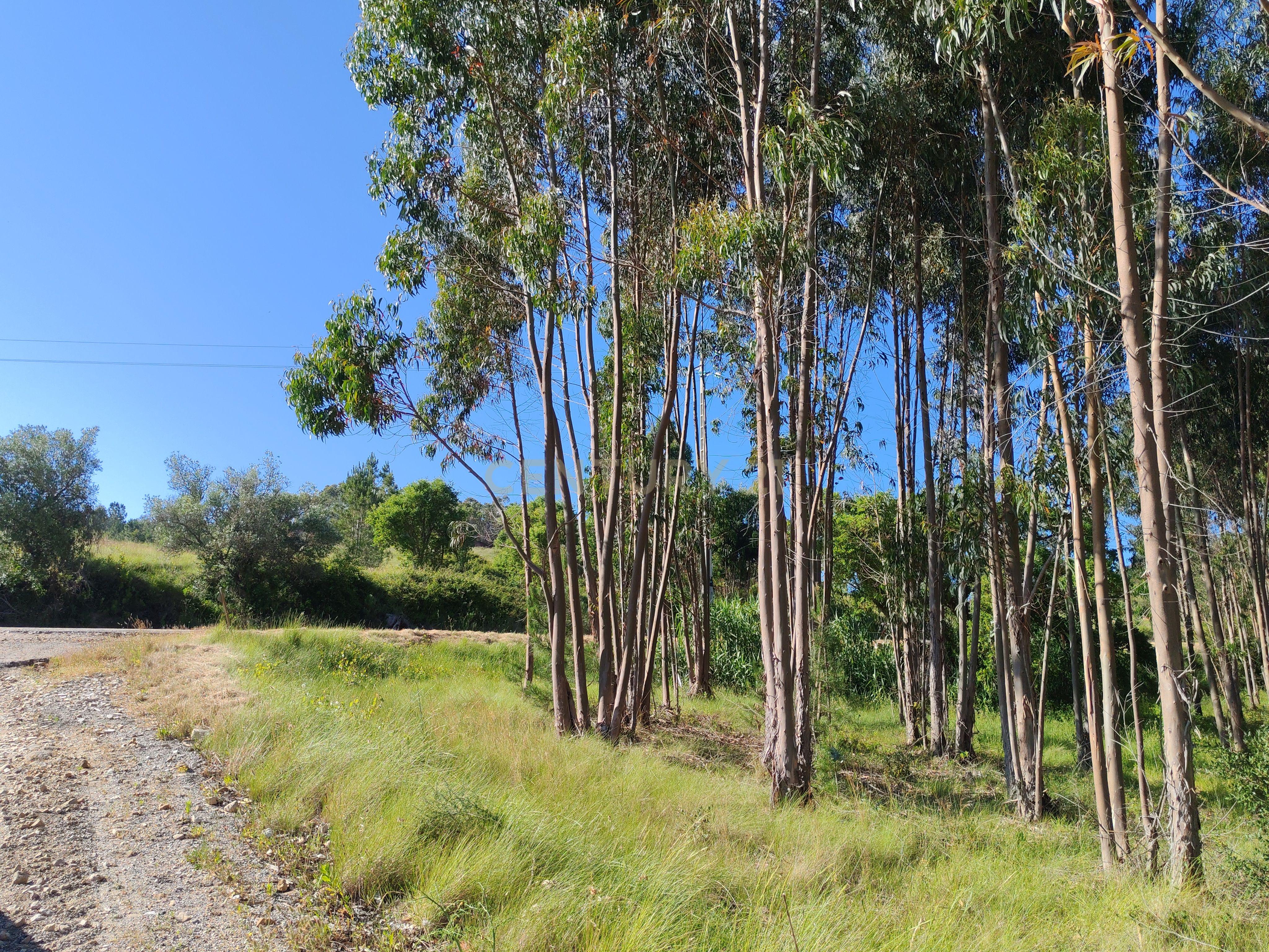 Terreno com 21 hectares com Potencial Agrícola ou Turístico - Mafra - Image 8