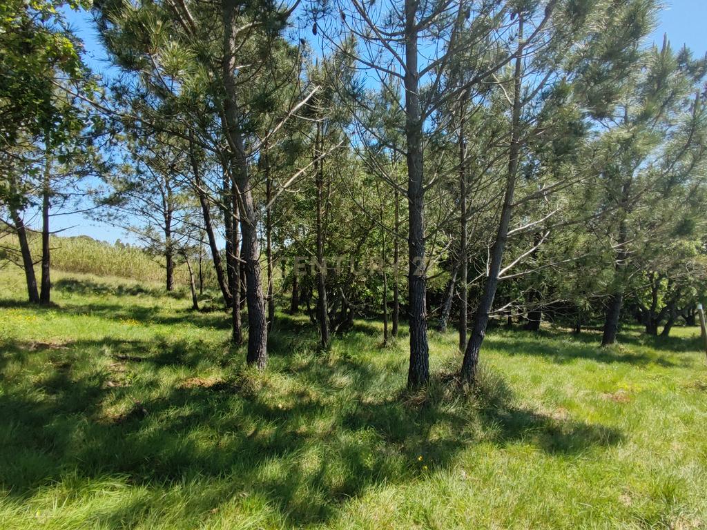 Terreno na Nazaré - Image 21