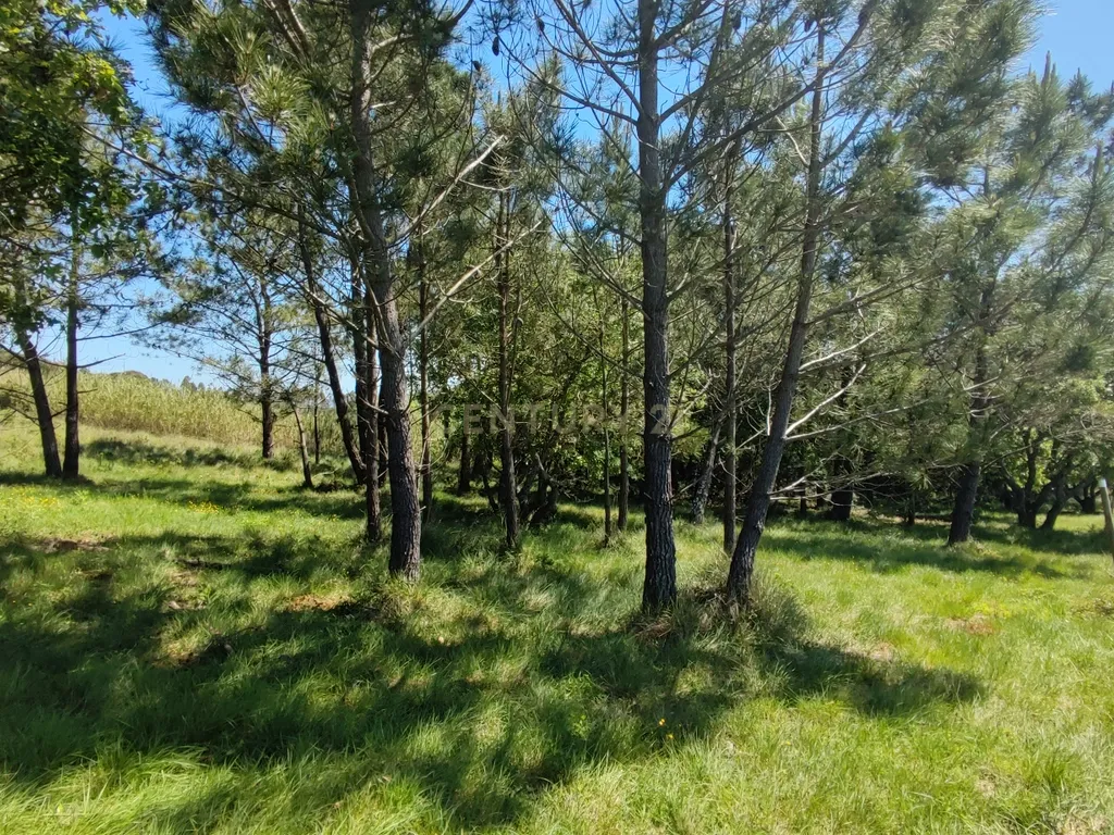 Terreno na Nazaré - Image 21
