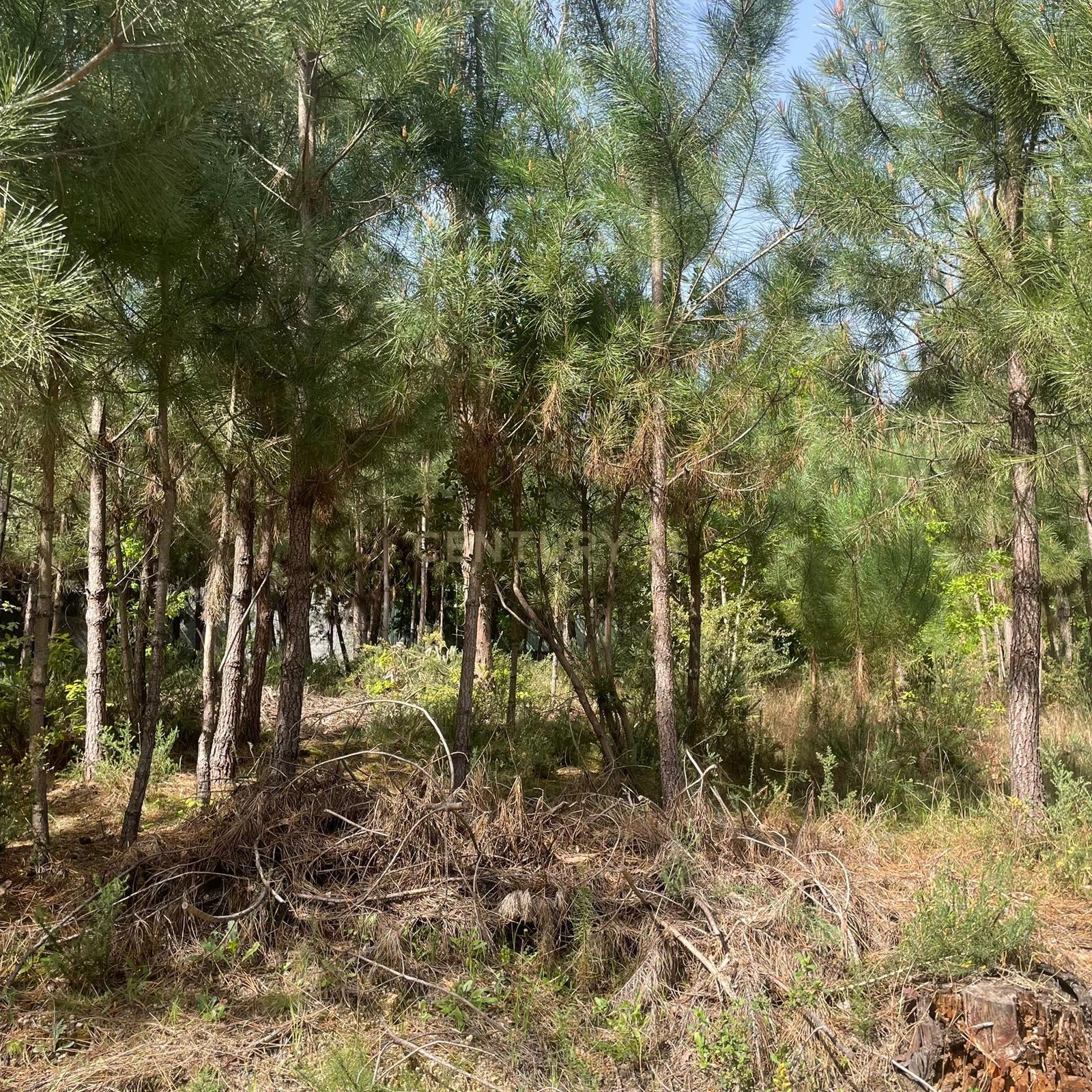 Fotografia 4 de Pinhal para venda em S. João de Lourosa, Viseu