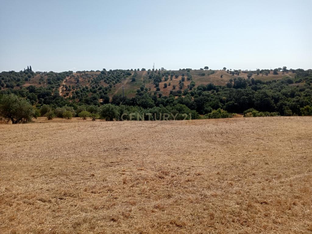 Terreno Agrícola em Brogueira, Torres Novas - 13640m² - Image 2