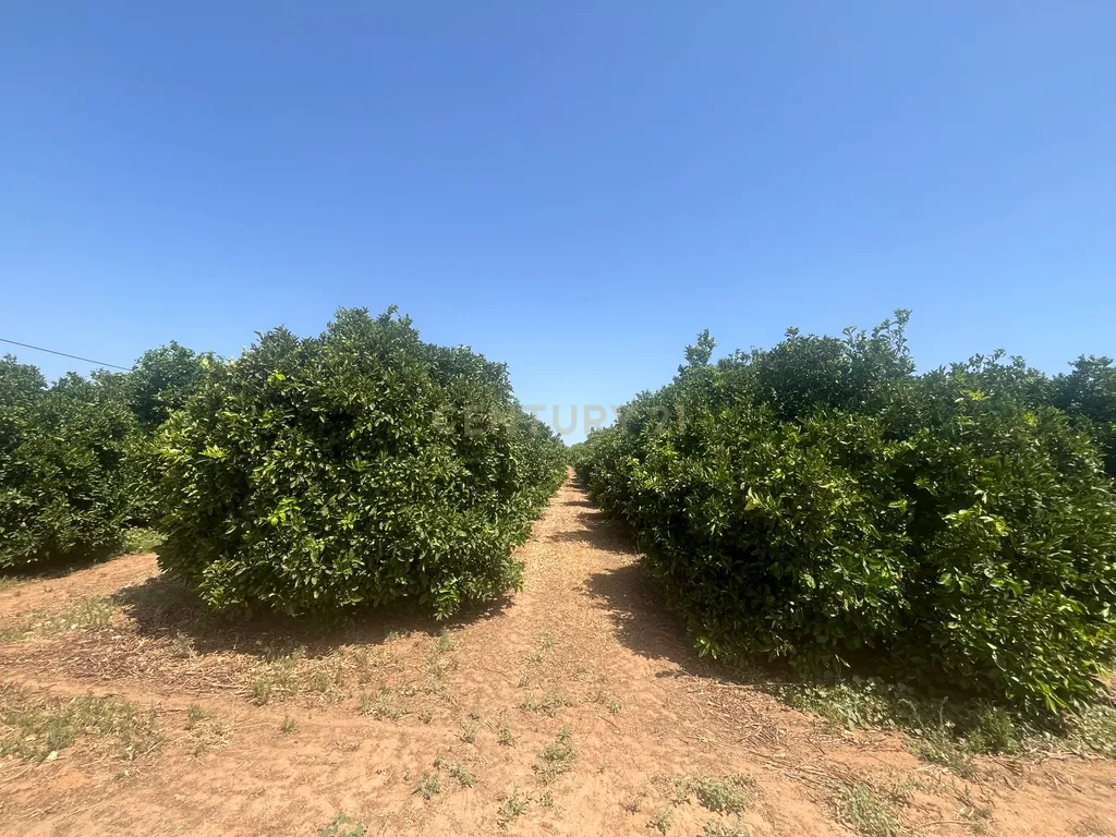 Quinta com 208.790m2, em Plena produção de Citrinos, e estufas, com elevado rendimento. Grande Potencial para projetos com fundos Europeus, e Turismo Rural. - Image 16
