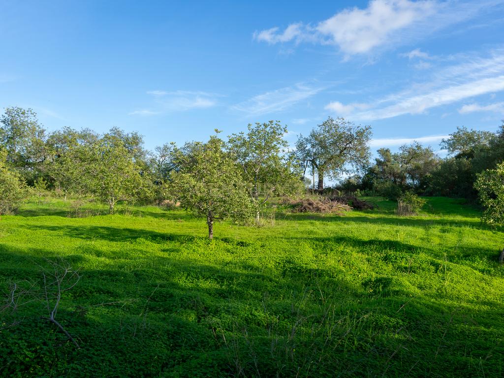 Quinta dos Netos em Santa Catarina da Fonte do Bispo - Image 45