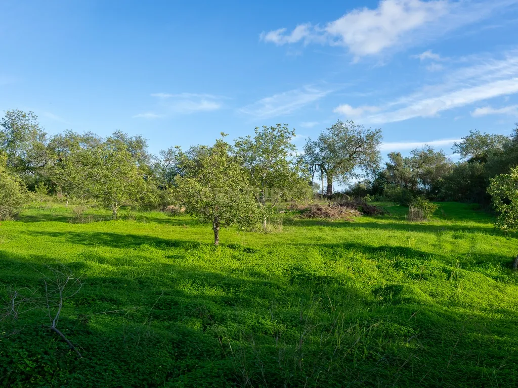 Quinta dos Netos em Santa Catarina da Fonte do Bispo - Image 45