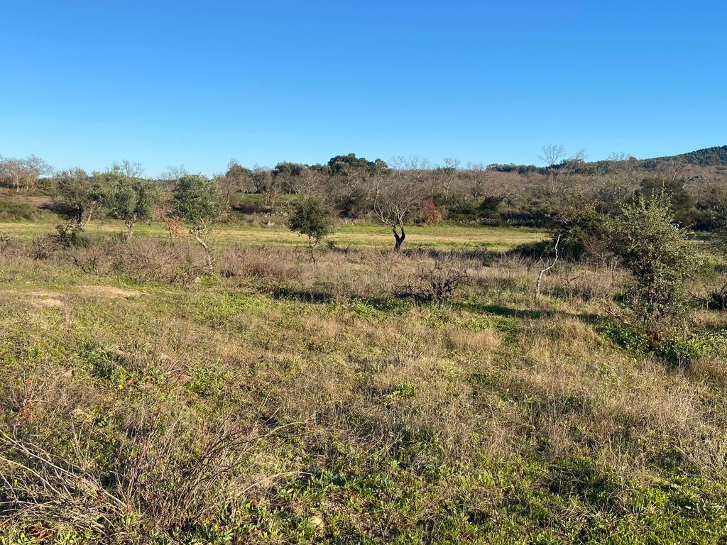 Magnífico terreno rústico com 1,9 hectares - Penamacor - Image 12