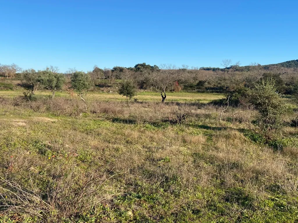 Magnífico terreno rústico com 1,9 hectares - Penamacor - Image 12
