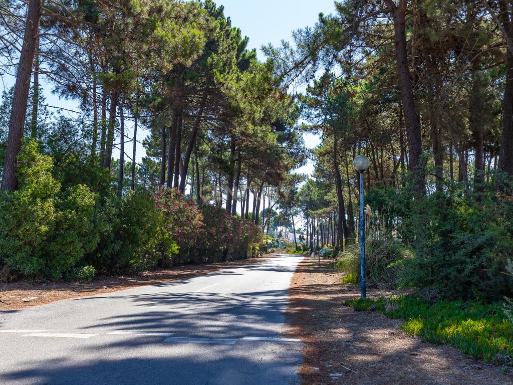 Terreno para Moradia de Luxo com Piscina e Jardim na Herdade da Aroreira - Image 22