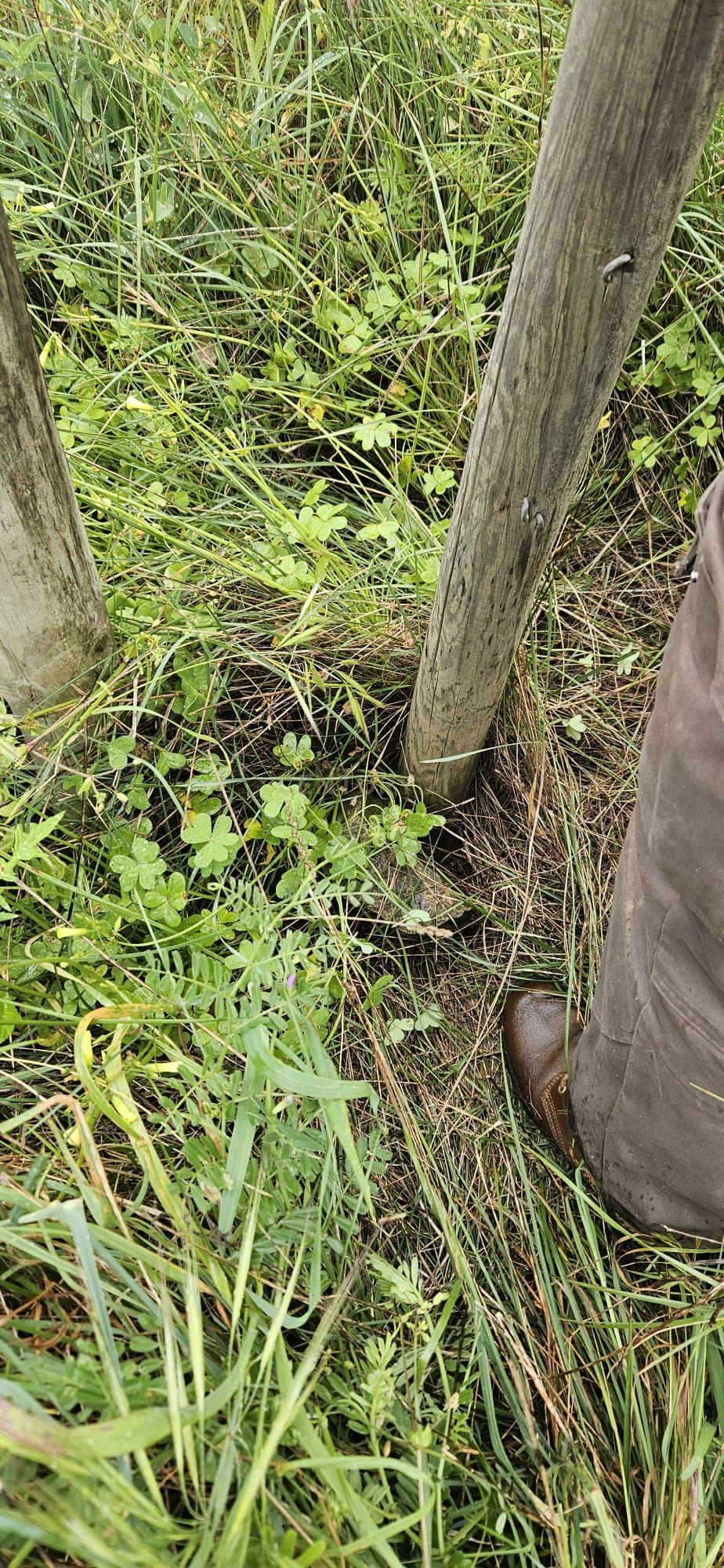 Fotografia 7 de Terreno rústico com 2.750 m² (0,275 ha), localizado na zona de Canafechal, na Mexilhoeira Grande, concelho de Portimão.