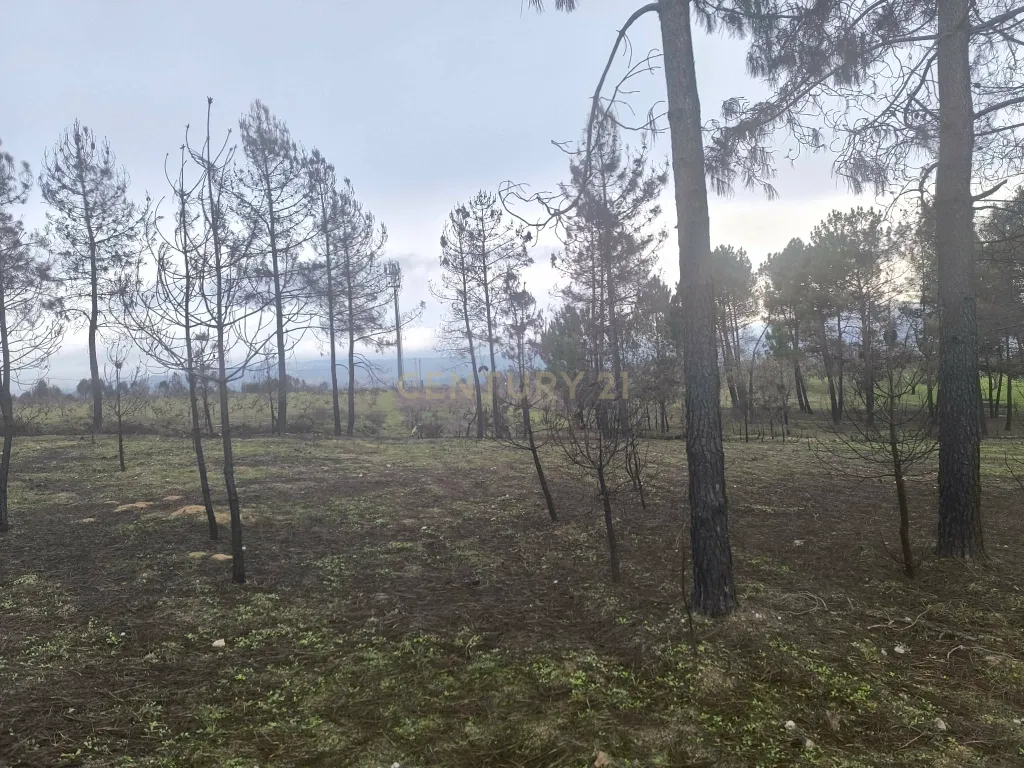 Terreno com vinha e poço - Perto da Zona Industrial de Chaves - Image 9